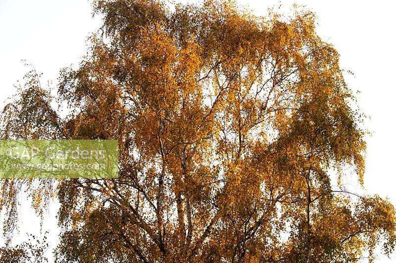 Betula pendula - bouleau verruqueux en début de matinée, la lumière du soleil d'automne