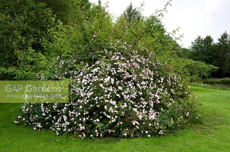 Rosa - Rose arbuste - variété inconnue en fleurs, spécimen étalé dans la pelouse
