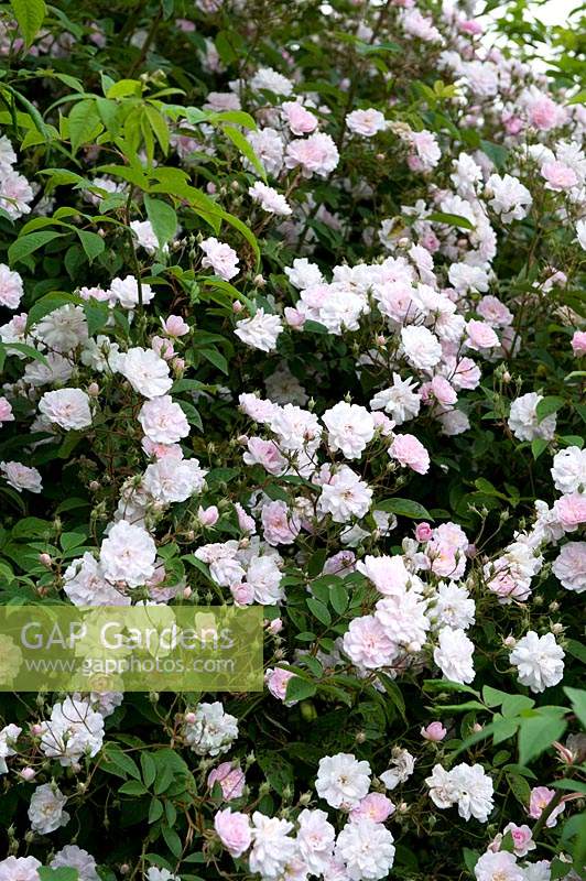 Rosa - Arbuste Rose - variété inconnue