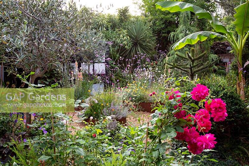 Jardin de cottage moderne dans l'ouest de Londres - vues à travers un parterre de fleurs avec une rose rose inconnue du jardin d'origine, olivier en pot, Musa basjoo regardant vers des parterres de fleurs en acier Corten avec des plantes résistantes à la sécheresse.