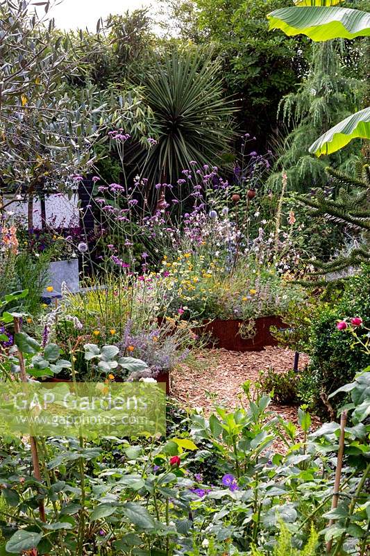 Jardin de cottage moderne dans l'ouest de Londres - vues à travers le parterre de fleurs avec l'olivier en pot, en regardant vers les plates-bandes en acier Corten avec des plantes résistantes à la sécheresse, y compris la Verbena bonariensis