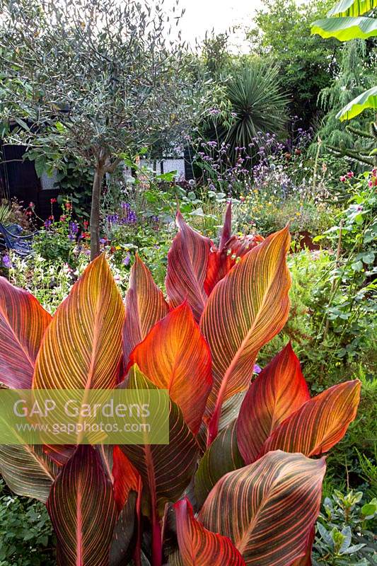 Jardin cottage moderne dans l'ouest de Londres, avec Canna tropicana en pot en terre cuite