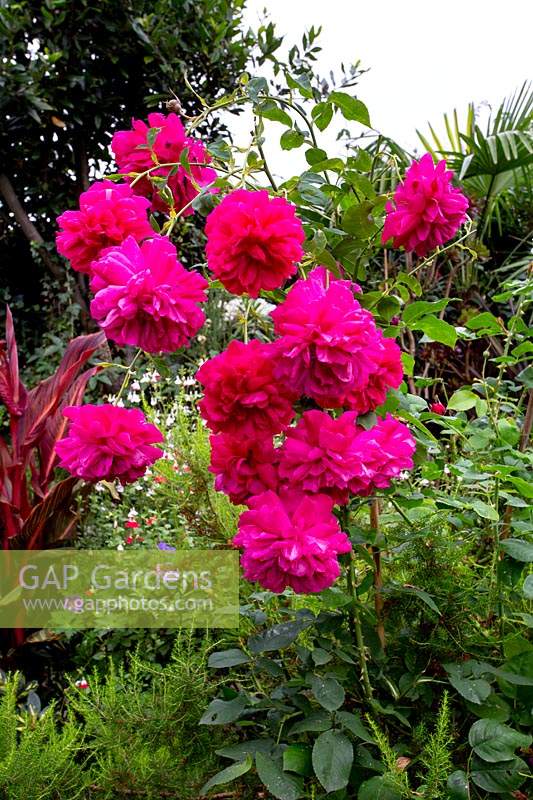 Jardin de cottage moderne dans l'ouest de Londres - rose rose inconnue du jardin d'origine.