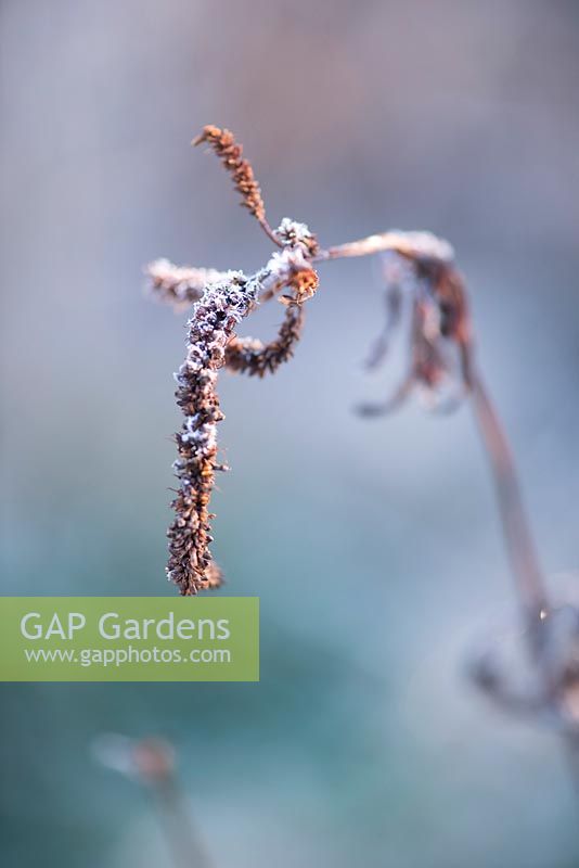 Graines séchées de Veronicastrum virginicum 'Lavendelturm' couvertes de givre en hiver.