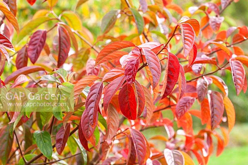 Viburnum 'Le Bois Marquis' - Feuillage en automne