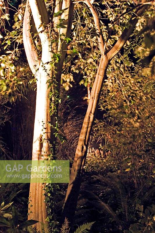 Arbre avec toile géante éclairée par 'l'éclairage' 'électrique' des plantes après la tombée de la nuit dans les jardins subtropicaux d'Abbotsbury, Dorset, Angleterre.