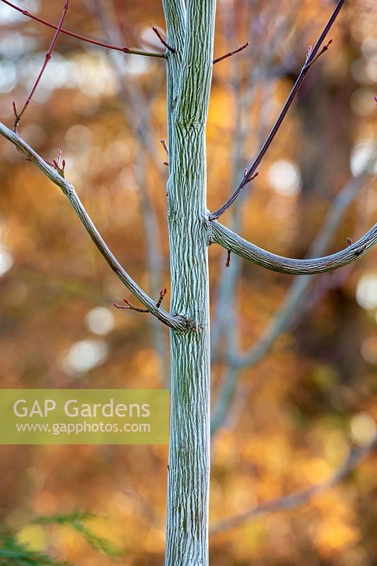 Acer davidii VIPER 'mindavi' - Écorce d'arbre à écorce de serpent 'Viper'