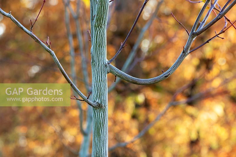 Acer davidii 'Viper' ou 'mindavi' - Érable à écorce de serpent - marques sur le tronc d'arbre