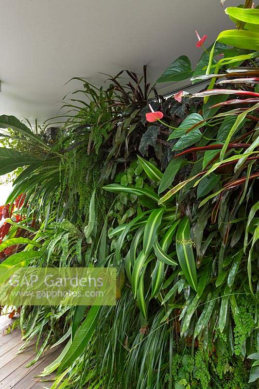 Un jardin mural vertical couvert sur une terrasse en bois, avec une forte plantation de plantes aimant l'ombre, des bégonias, des fougères maidenhair, une figue tropicale, des broméliacées et une fleur de flamant rose en fleurs.