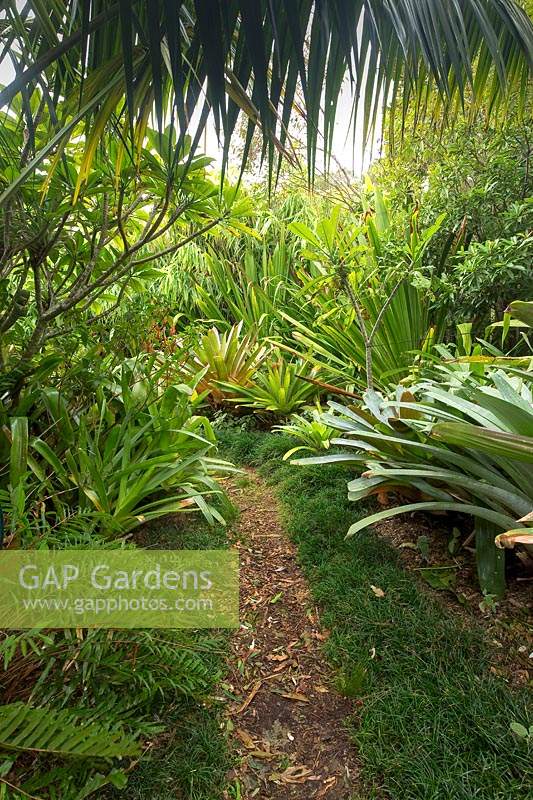 Un chemin informel, bordé d'herbe Mondo, menant à travers un jardin luxuriant de jungle fortement planté d'une variété de broméliacées, avec de grandes Alcantareas, Frangipanis et Airplants.