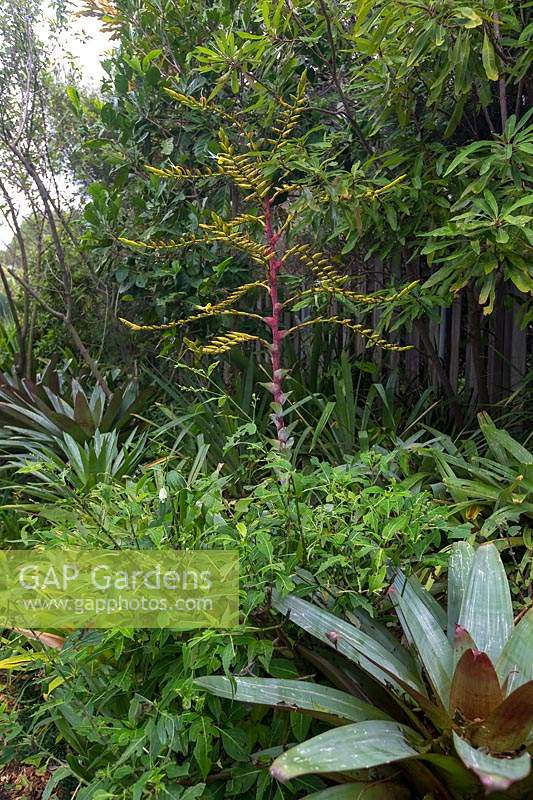 Un jardin luxuriant avec de grandes broméliacées, espèces d'Alcantarea, on a une grande tige de fleur de couleur rose à fleurs jaunes