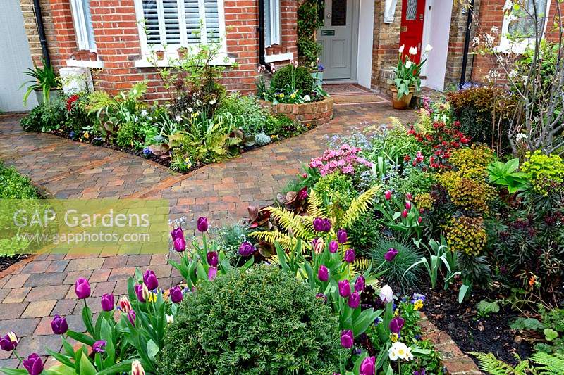 Jardin de printemps à l'ouest de Londres avec chemin de briques incurvé et parterres de fleurs mixtes, y compris Tulipa 'Purple Flag', Dryopteris atrata et Taxus baccata