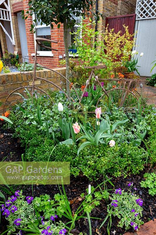 Jardin de printemps à l'ouest de Londres. Tulipes Rembrandt, Euphorbia amygdaloides purpurea, Tulip Canasta, Dryopteris atrata