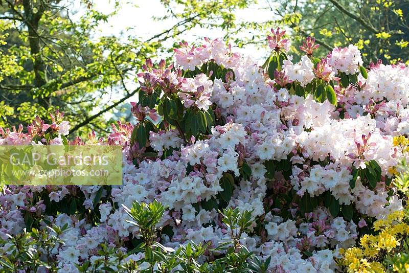 L'une des nombreuses variétés inconnues de Rhododendron.