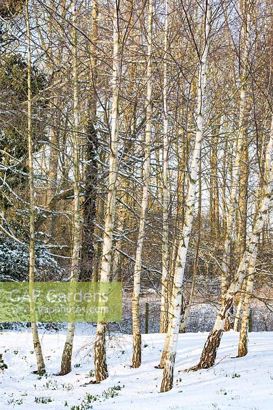 Betula - plantation en masse de plus de 14 bouleaux argentés - un mémorial à l'ami du propriétaire, Robert Bigland, connu sous le nom de 'Bigland's Birches '. Snow fin février, The Old Rectory, Suffolk, UK