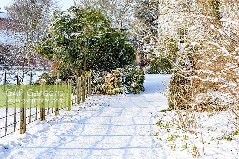 Rampes de campagne et chemin couvert de neige avec Mahonia x media 'Charity' plus grand et Mahonia japonica et bulbes à croissance plus faible sortant de la neige fin février. L'ancien presbytère, Suffolk, UK