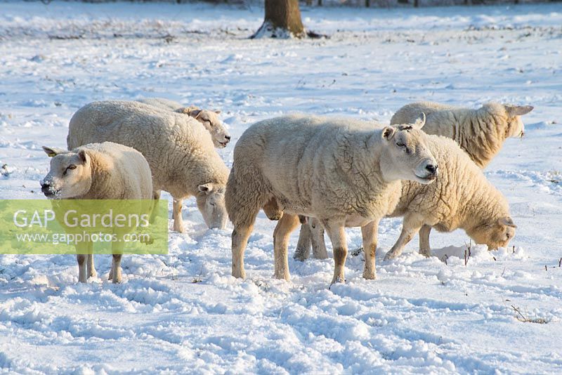 Moutons dans le champ à côté du jardin avec de la neige fin février. L'ancien presbytère, Suffolk, UK