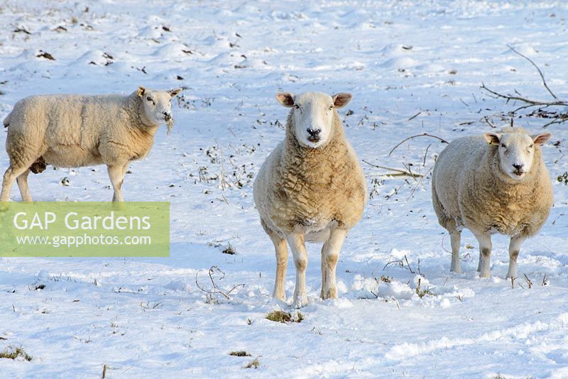 Moutons dans le champ à côté du jardin avec de la neige fin février. Le vieux presbytère
