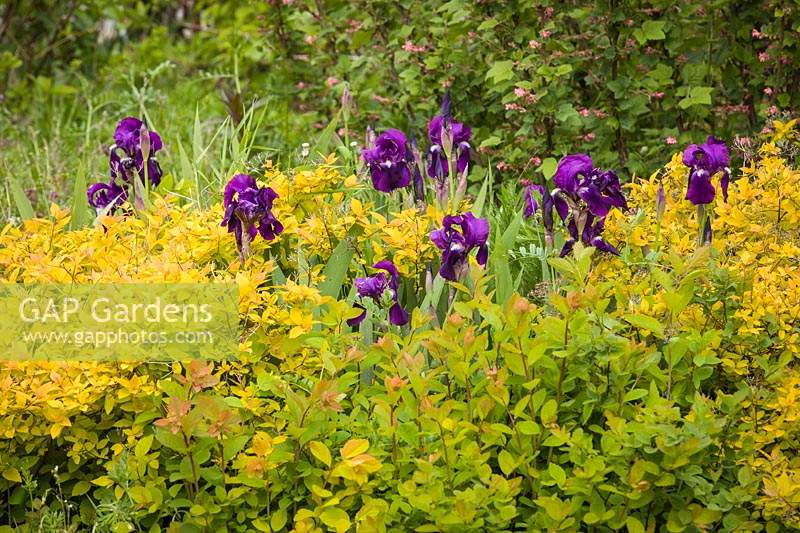 Iris barbu pourpre parmi le feuillage de Spiraea 'Limemound'. Iris germanica cv: Spiraea x bumalda 'Monhub' Limemound. Bellingham USA.