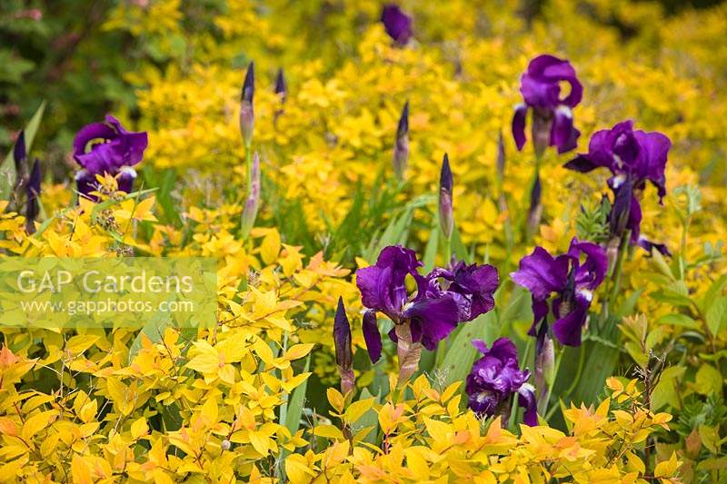 Iris barbu pourpre parmi le feuillage de Spiraea 'Limemound' - Iris germanica cv .: Spiraea x bumalda 'Monhub' Limemound. Bellingham USA.