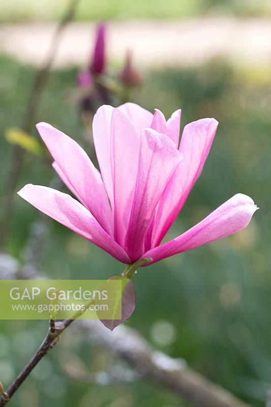 Magnolia 'Galaxy '.