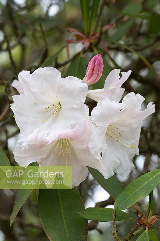 Rhododendron 'Loderi Pink Diamond'