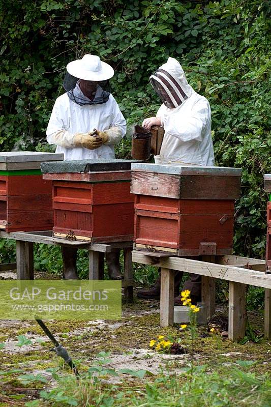 Deux apiculteurs s'occupent de leurs ruches.