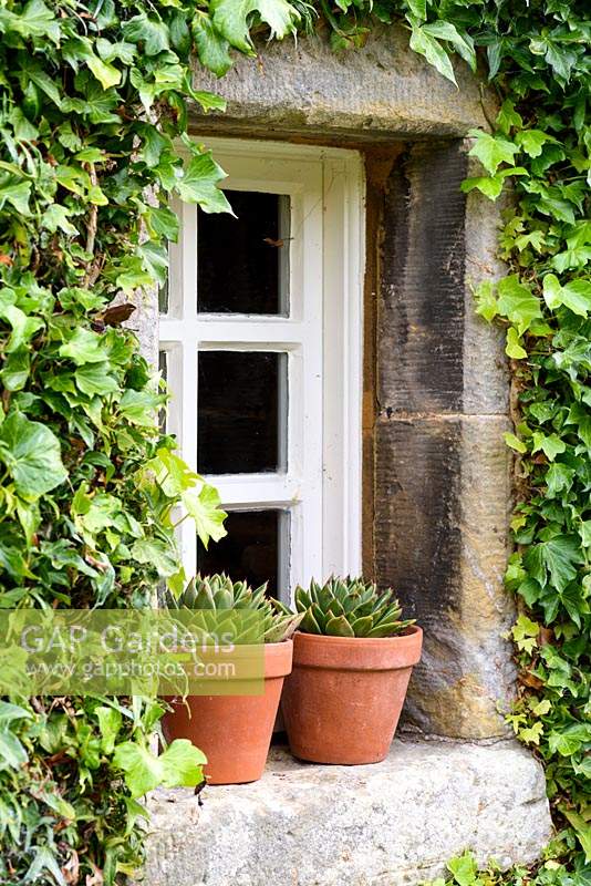 Pots de plantes succulentes sur un rebord de fenêtre encadré de lierre soigneusement coupé à Broadwoodside, Gifford, East Lothian en Écosse.