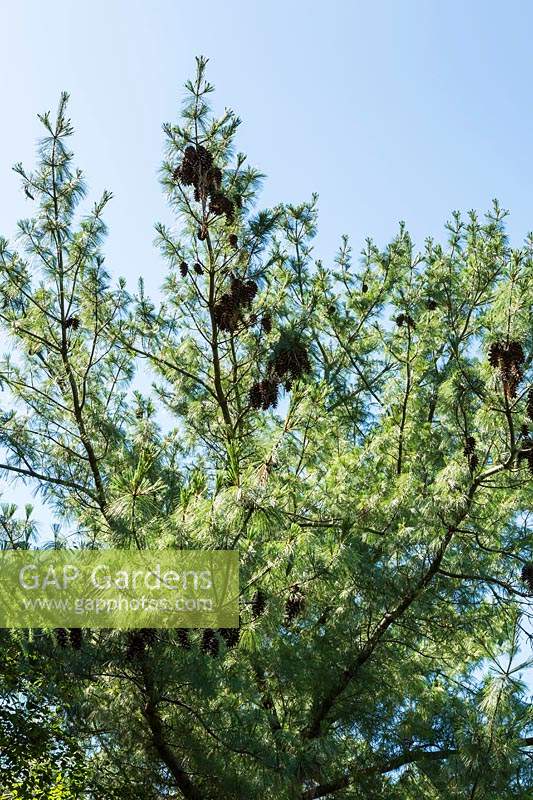 Pinus x schwerinii - Pin de Schwerin avec cônes au début de l'été.