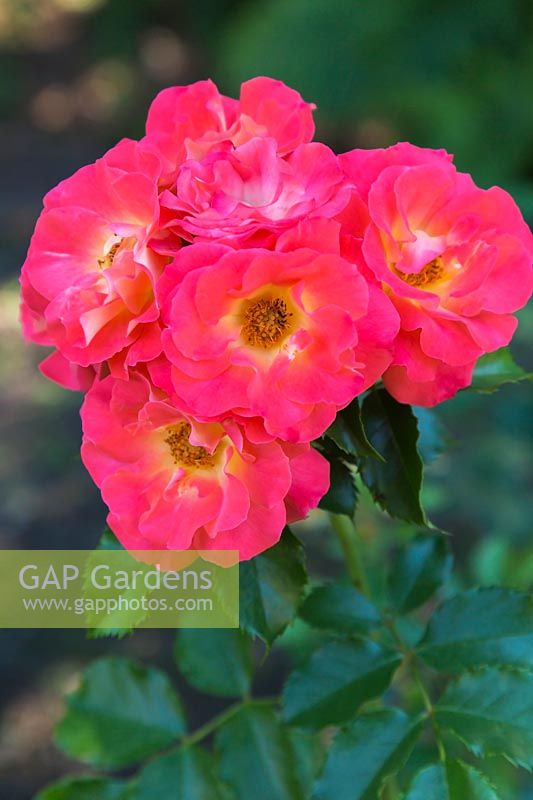 Rosa 'Easy Elegance Coral Cove' - Roses arbustives.