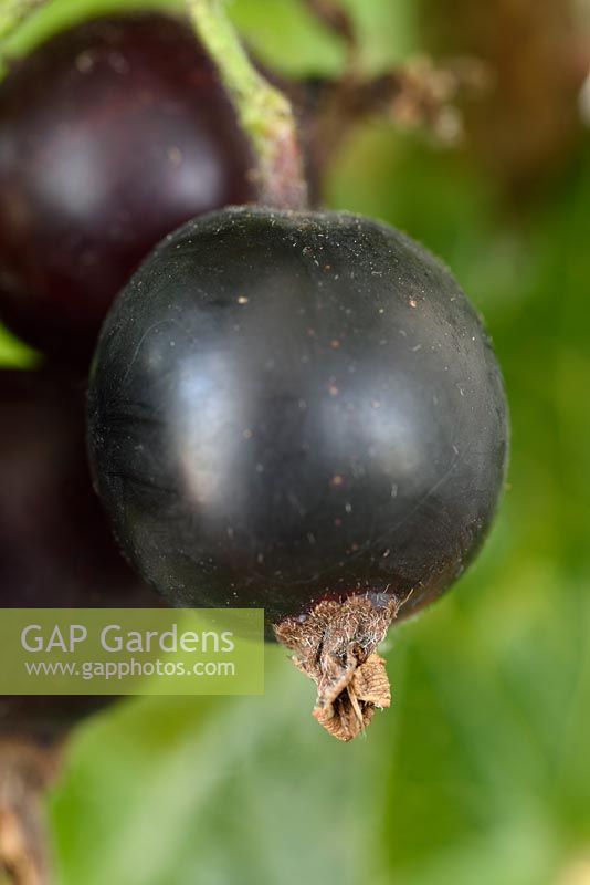 Ribes x nidigrolaria 'Jostaberry '. Croisement hybride d'un cassis et de deux variétés de groseilles à maquereau.