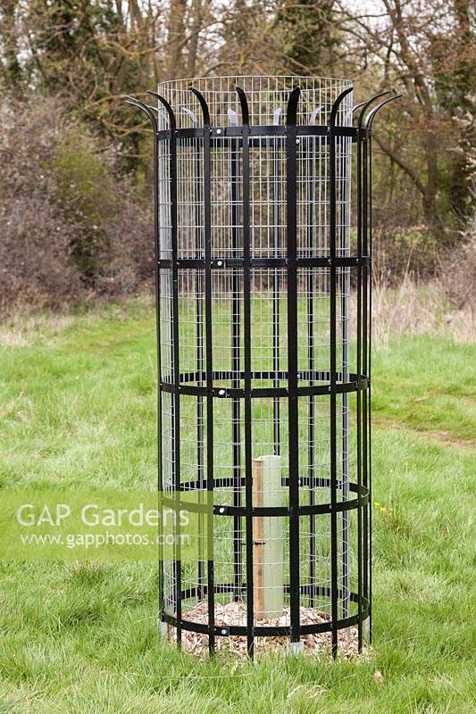 Cage pour empêcher les cerfs d'endommager les jeunes plants plantés, forêt Hatfield, Essex.