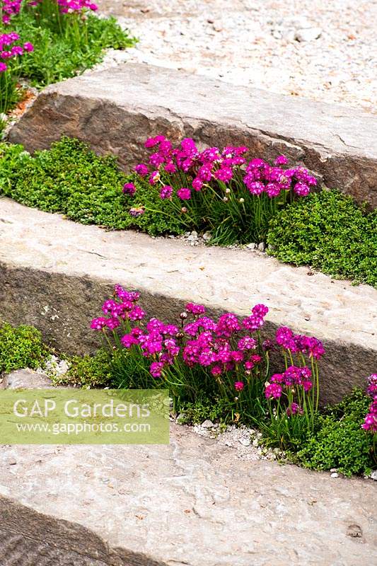 Armeria rose plantée au bord d'un escalier en pierre. Le jardin de la résilience, RHS Chelsea Flower Show 2019.