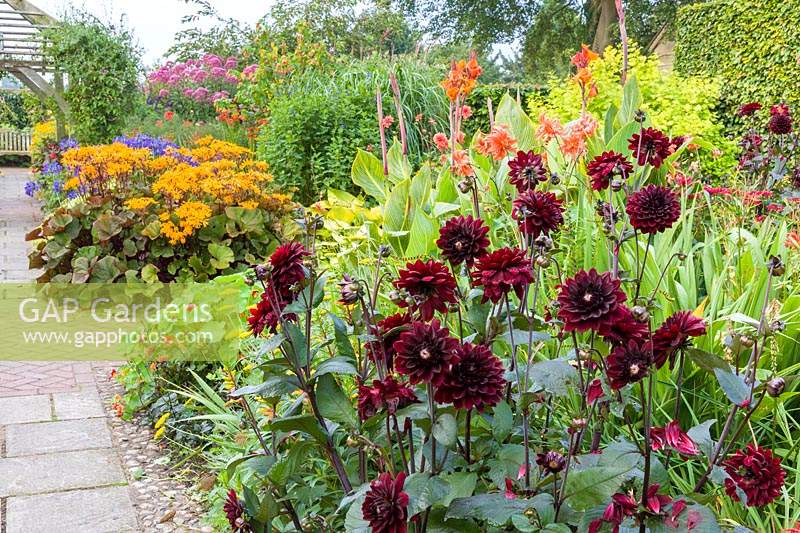 Le jardin Lanhydrock, Wollerton Old Hall Garden, Shropshire, Royaume-Uni. Vue de parterre de fleurs d'été mixte. La plantation comprend: Dahlias, Ligularia, Agapanthus, Eupatoriums et Cannas