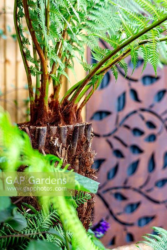 Jardin contemporain à Wandsworth. Dicksonia antarctica - fougère arborescente avec panneaux métalliques rouillés décoratifs sur une clôture en bois avec treillis