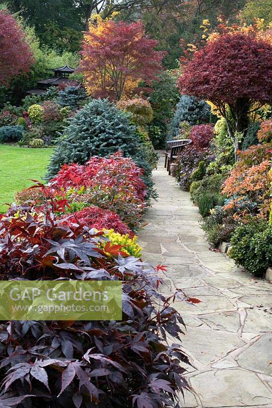 Vue sur un chemin des couleurs automnales des acers mélangés, des conifères, des photinias, des topiaires et des azalées au jardin Four Seasons, Walsall, West Midlands.