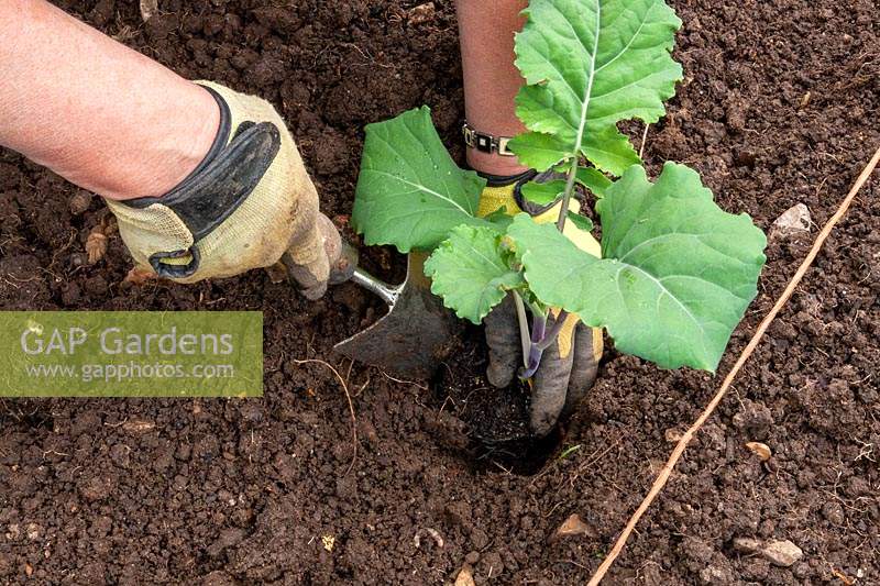 Étape par étape - Plantation de brocoli à germes violets - Étape 2 - Plantez 2 pieds - 60 cm de distance à l'aide d'une truelle