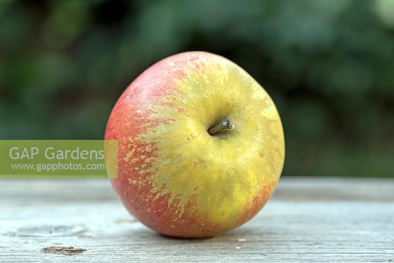 Malus domestica - Lord Lambourne patrimoine unique pomme affichée sur une vieille table en bois.