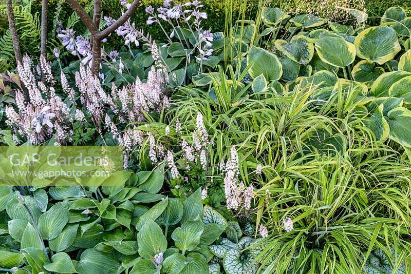 Hosta 'Frances Williams', Tiarella 'Pink Skyrocket' et Brunnera macrophylla 'Jack Frost' dans un jardin boisé humide, Vista de Vestra Wealth au RHS Hampton Court Flower Show 2014