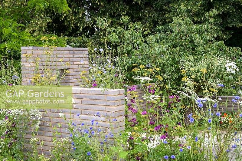 Poirier, Ammi 'Snowflake', Cichorium intybus et Malva sylvestris dans le sanctuaire RHS au RHS Hampton Court Palace Garden Festival 2019