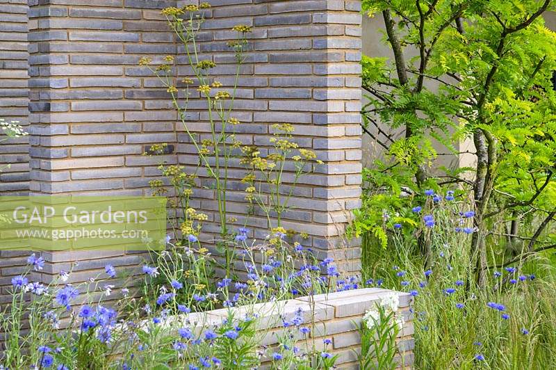 Ammi 'Snowflake', fenouil et bleuets sauvages dans le sanctuaire RHS - RHS Hampton Court Palace Garden Festival 2019.