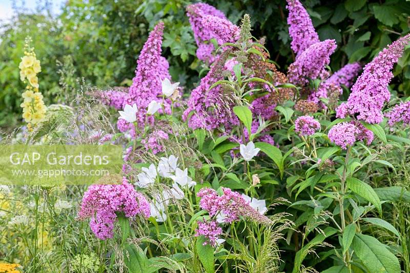 Plantation de fleurs riches en nectar telles que Buddleia, Daucus carota, Bellflowers - The Urban Pollinator Garden - RHS Hampton Court Palace Garden Festival, 2019.