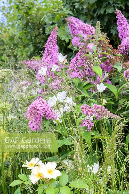 Plantation de fleurs riches en nectar telles que Buddleia, Daucus carota, Bellflowers - The Urban Pollinator Garden - RHS Hampton Court Palace Garden Festival, 2019 - Designer: Caitlin McLaughlin