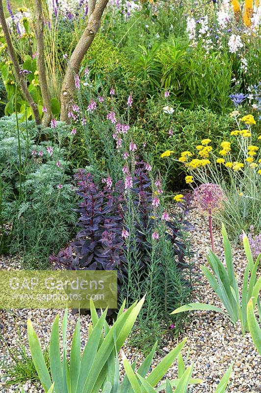 Hylotelephium - Sedum, Artemisia et Achillea x Schwellenberg - Beth Chatto: The Drought Resistant Garden - RHS Hampton Court Garden Festival 2019 - Design: David Ward