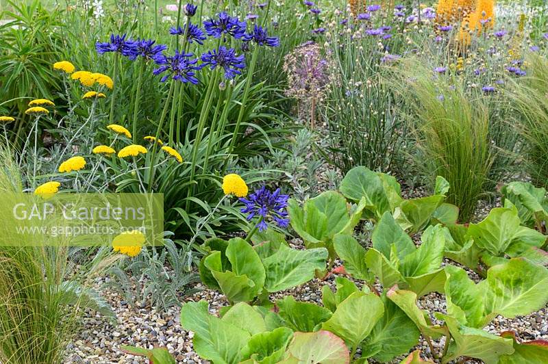Achillea x Schwellenberg, Agapanthus campanulatus 'Navy Blue ' et Bergenia in Beth Chatto: The Drought Resistant Garden - RHS Hampton Court Garden Festival 2019 - Design: David Ward