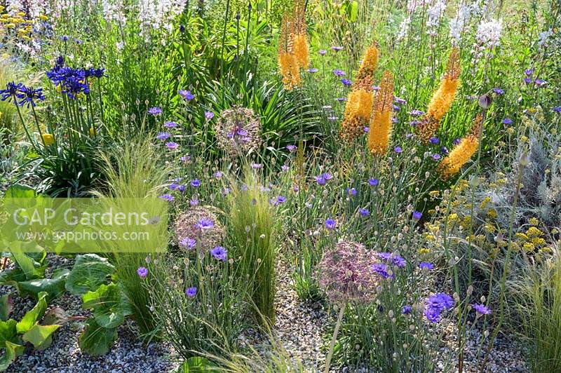 Eremurus isabellinus 'Pinokkio', Gaura Alliums et Agapanthus campanulatus 'Navy Blue' à Beth Chatto: The Drought Resistant Garden - RHS Hampton Court Garden Festival 2019.