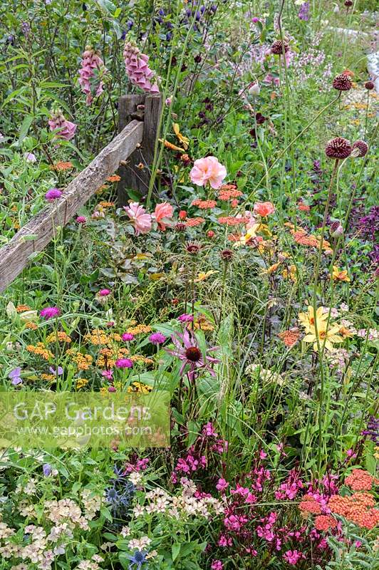 Vivaces en fleurs dans le BBC Spring Watch Garden - RHS Hampton Court Festival.