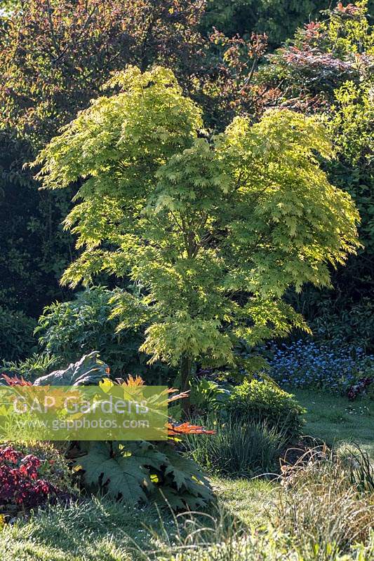 Acer palmatum 'Sango-kaku' - Érable à écorce de corail