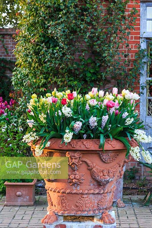 Pot en terre cuite orné de jacinthes et tulipes en crème, rose et mauve. Y compris Tulipa 'Belicia' à fleurs de pivoine et tulipes perroquet rose. L'ancien presbytère, East Ruston, Norfolk, Royaume-Uni.