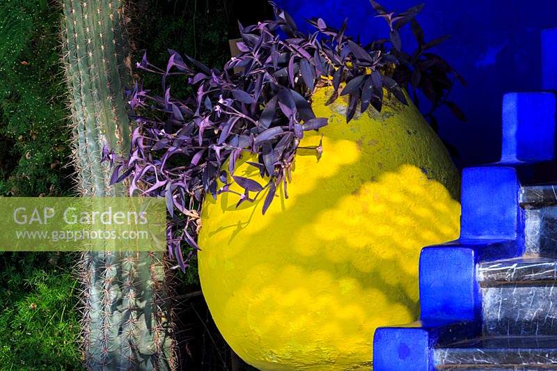 Pot jaune vif contenant du feuillage violet Tradescantia pallida avec des marches bleues au premier plan et un cactus Pilosocereus azureus d'un côté, Le Jardin Majorelle, Jardin Majorelle, Marrakech